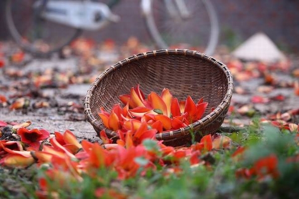 Nao lòng hoa gạo tháng Ba