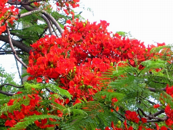 Lễ hội Hoa Phượng Đỏ Hải Phòng diễn ra trong 3 ngày