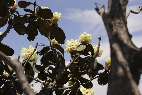 Mùa hoa đỗ quyên ở Fansipan
