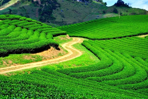 Đồi chè Mộc Châu.