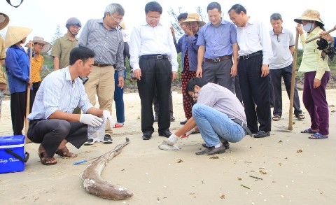 Kiểm tra thông tin &quot;Nghi vấn ống xả thải khổng lồ dưới biển Vũng Áng&quot;