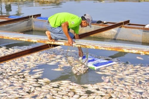 Ủy ban nhân dân các tỉnh, thành phố trực thuộc Trung ương có biển kịp thời thông báo cho Bộ Tài nguyên và Môi trường, các cơ quan nhà nước khác có liên quan khi phát hiện các hiện tượng bất thường vê môi trường, sinh thái biển để kịp thời có giải pháp xử lý
