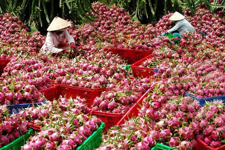 Thanh long Việt Nam &quot;có cửa&quot; ở thị trường Australia