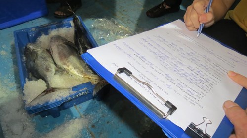 Cán bộ kiểm định của ngành nông nghiệp Quảng Bình được phân công túc trực ở các cảng cá trên địa bàn tỉnh, để kịp thời cấp chứng nhận nguồn hải sản an toàn cho ngư dân. Chủ tàu cá Nguyễn Nhất Linh xúc động cho biết: Tàu anh xuất bến cách đây 5 ngày ra vùng Vịnh Bắc Bộ, may mắn gặp luồng cá ngừ và thu hoạch được gần 7 tấn cá, bình quân mỗi con nặng 2kg. Mặc dù trúng cá nhưng anh rất lo vì nghĩ không ai mua. “Tôi thật sự bất ngờ. Cảm ơn lãnh đạo bộ ngành và địa phương lắm. Cứ như thế này, ngư dân bọn tôi yên tâm bám biển” - anh Linh nói.