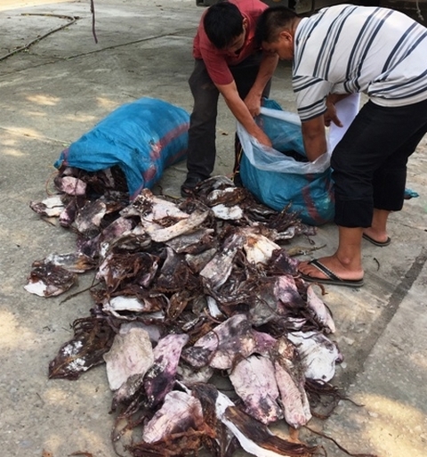 Hơn 21 tấn mực khô bốc mùi hôi thối được phát hiện và thu giữ