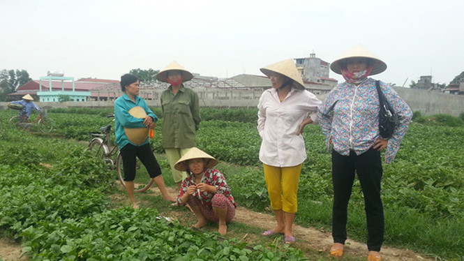 Bộ TT&amp;TT yêu cầu VTV giải trình vụ dàn dựng hình ảnh &quot;Cây chổi quét rau&quot;