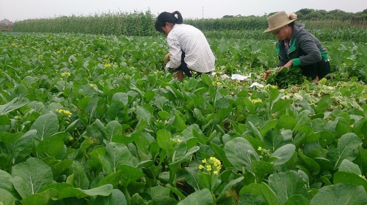 Về &quot;soi&quot; vùng rau sạch Vân Côn, Hoài Đức