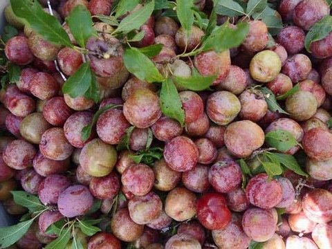 Lên Mộc Châu tham gia lễ hội hái mận