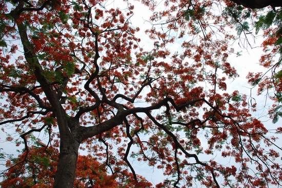 Những sắc hoa Hà Nội