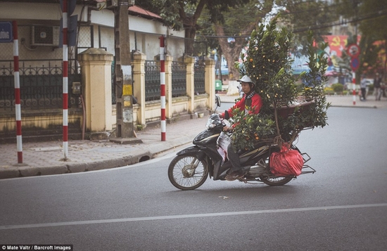 tới cây cối....