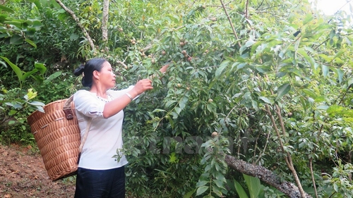 Người dân thu hoạch những cành mận trĩu quả, chín đỏ. 