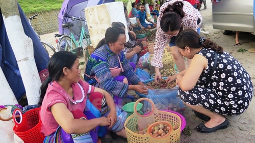 7 / 7 Năm nay mận được mùa nhưng số lượng mận loại 1 không nhiều, chủ yếu là mận loại 2 và 3. 