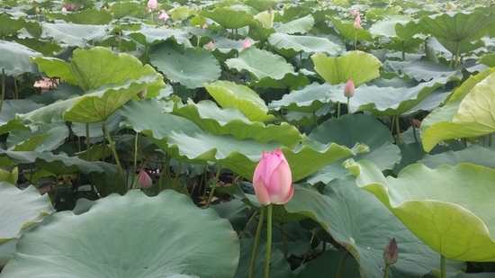 Có một Hà Nội thơ giữa những ngày chang chang nắng