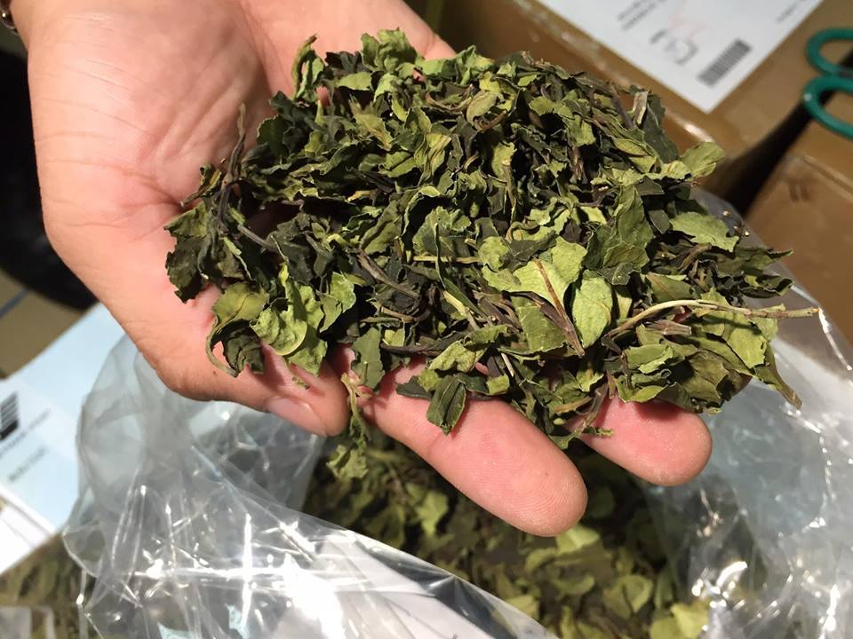 Thảo mộc chứa chất ma túy cực mạng bị lực lượng Hải Quan và cảnh sát ma túy phát hiện