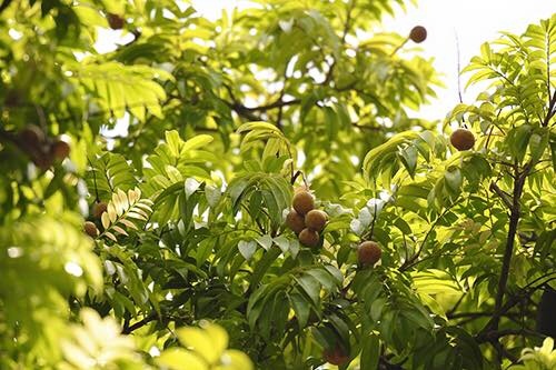 Hà Nội mùa sấu