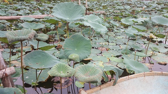 Sen tàn nghe rốn tiếng mưa thu...
