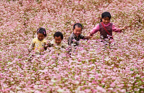 Đi Hà Giang ngắm hoa tam giác mạch