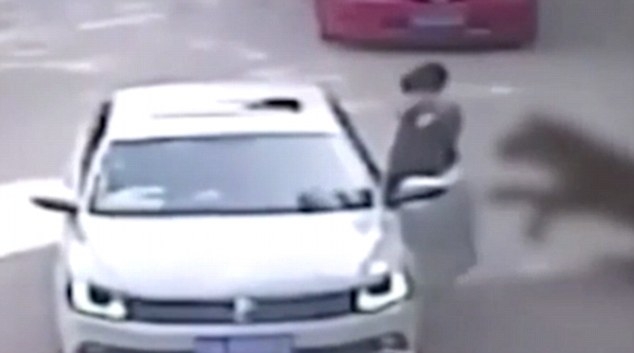 Clip sốc: Nữ du khách bị hổ vồ chết trong công viên hoang dã