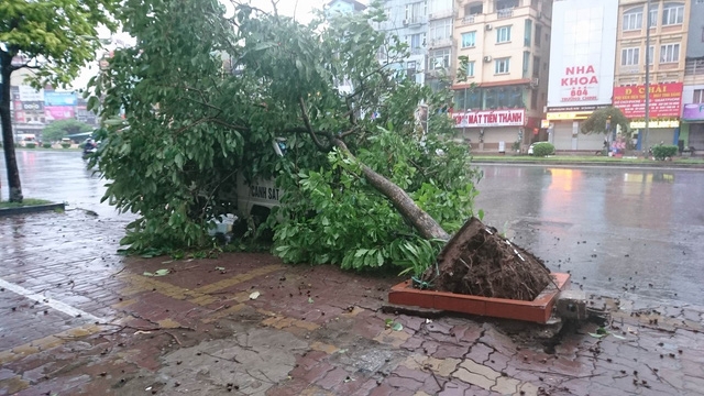 Một cây xanh đổ vào xe cảnh sát trên đường Trường Chinh (ảnh: Dân trí)