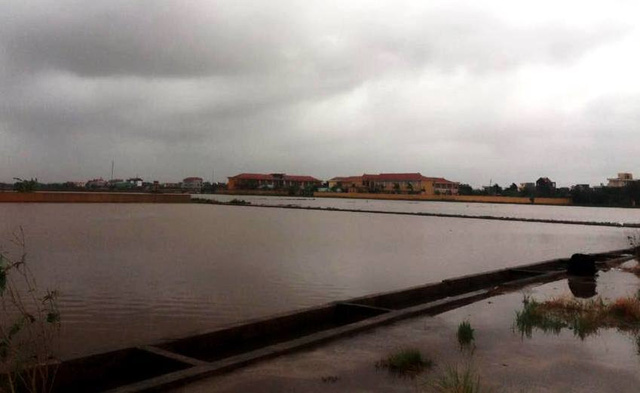 Cánh đồng lúa ngập trắng nước