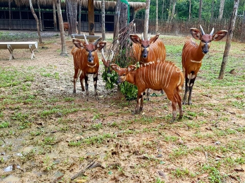 Linh dương vằn Bongo sinh tại Vinpearl Safari, đã được 6 tháng tuổi