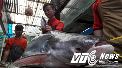 Nhóm nhân viên nhà hàng Ngư quán vất vả để đưa con cá tra dầu khủng vào khu vực chế biến. 