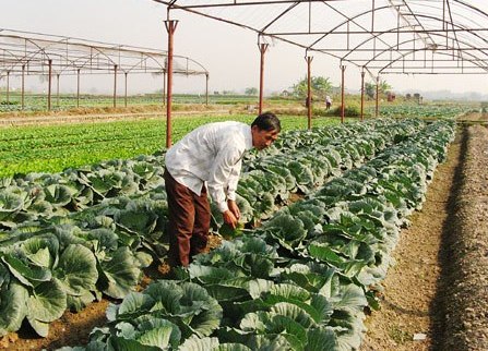 Phó Thủ tướng Vũ Đức Đam: Hiện tượng một luống để ăn, một luống để bán đã ít đi