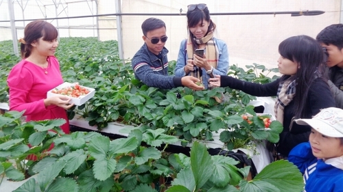 Xử lý nghiêm tình trạng &quot;cò&quot; dịch vụ du lịch tại Đà Lạt