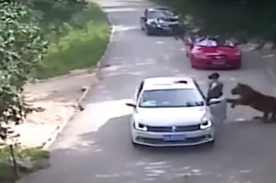 Vườn thú Trung Quốc quy trách nhiệm cho du khách bị hổ vồ
