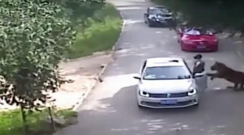 Hình ảnh do camera ghi lại khi con hổ tấn công cô Zhao
