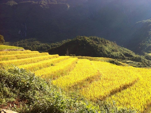 Đến Tú Lệ ngắm mùa lúa chín