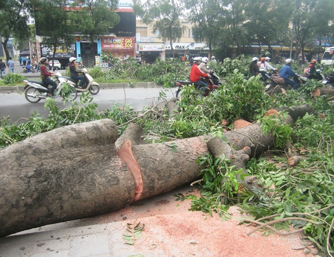 Hà Nội dịch chuyển 106 cây xà cừ ven hồ Thủ Lệ