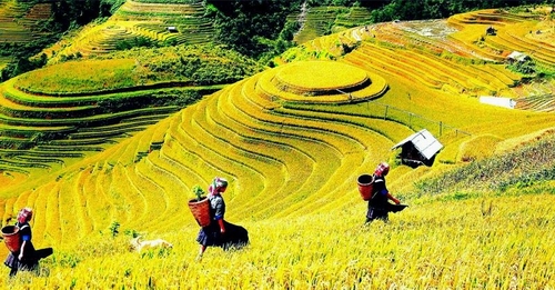 Bay trên mùa vàng- festival dù lượn ấn tượng tại đèo Khau Phạ, Yên Bái