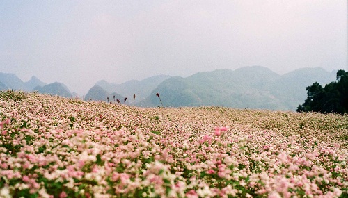 Mọi điều cần biết về lễ hội hoa tam giác mạch Hà Giang năm 2016