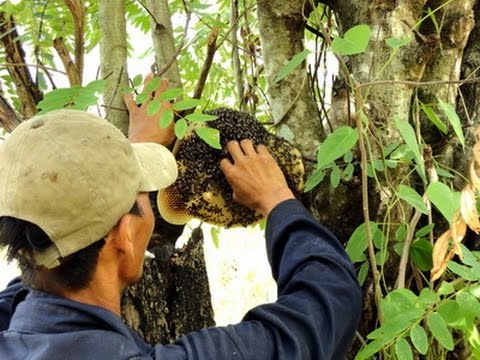 Nghề nguy hiểm nhất giữa núi rừng Tây Bắc
