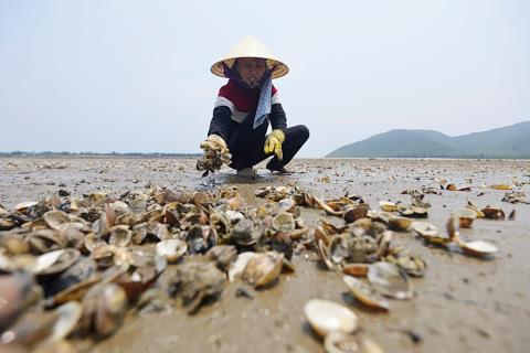 Huy động toàn hệ thống chính trị giám sát việc đền bù thiệt hại vụ hải sản chết