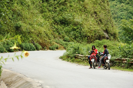 Hoa bách hợp nở thơm lừng cả con đèo dài, càng về đêm càng thơm. 