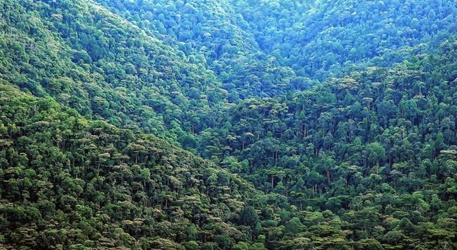 Vườn quốc gia Bwindi, Uganda