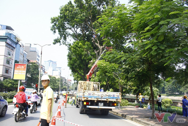 Hà Nội sắp đấu thầu chăm sóc cây xanh, thảm cỏ