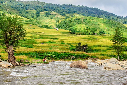 Cảnh đẹp như tranh vẽ của Mù Cang Chải mùa này.