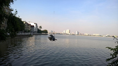 cá chết