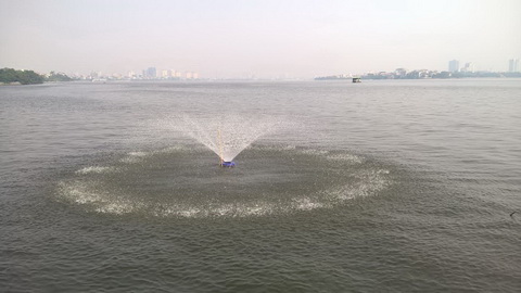 cá chết