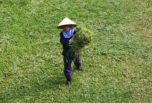 Một ngày họ chỉ làm 4 tiếng thay vì 8 tiếng, tiền lương cho 14 công mỗi tháng vào khoảng 2 triệu đồng.