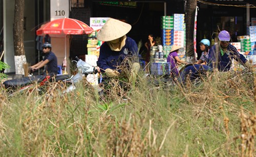 Chủ tịch Hà Nội cho biết sẽ tiếp tục duy tu, duy trì cây xanh làm đẹp thành phố, trồng cây xanh nhiều hơn, thiết kế dải phân cách giữa gồm 4 tầng cây