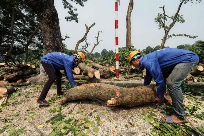 Hai công nhân di chuyển một khúc cây lớn vào khu vực vỉa hè để đảm bảo an toàn giao thông