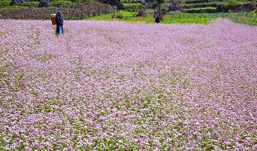 Kỳ ảo hoa tam giác mạch Hà Giang