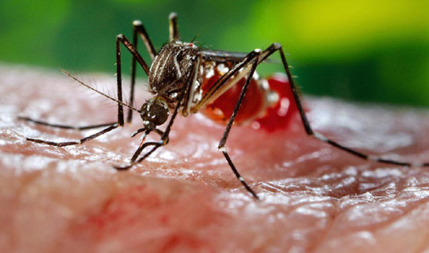 Một trẻ 4 tuổi ở Long An nhiễm virus Zika
