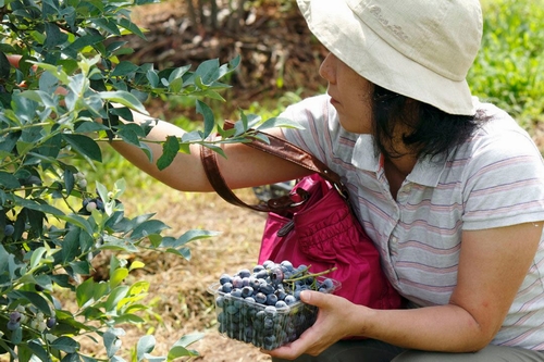 Trải nghiệm hái việt quất tại đất nước mặt trời mọc