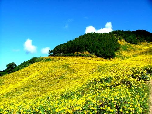 Tan chảy với vẻ đẹp của mùa dã quỳ Đà Lạt