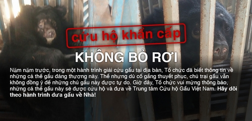 Cứu hộ bốn cá thể gấu ngựa tại Gia Lai